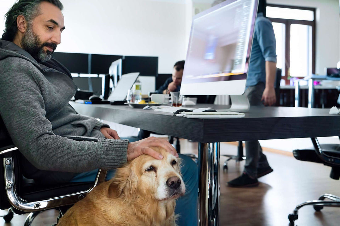 Creating a Dog-Friendly Office with Clean Air