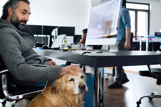 Creating a Dog-Friendly Office with Clean Air