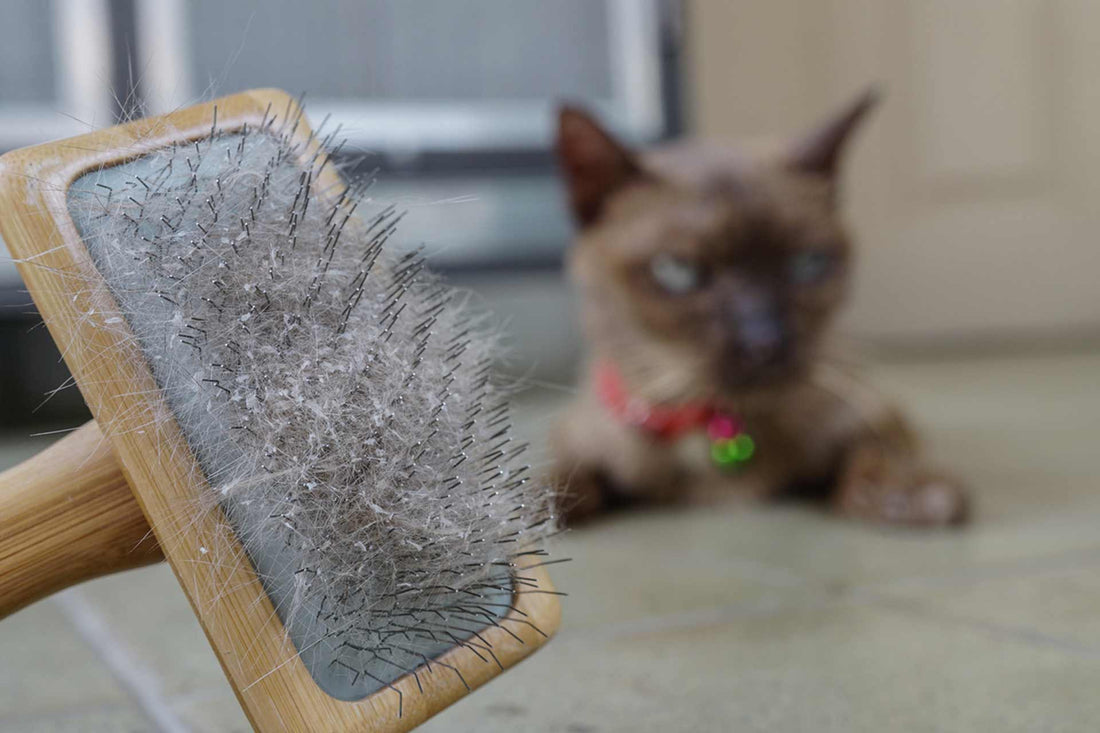 How to Get Rid of Cat Allergies Naturally