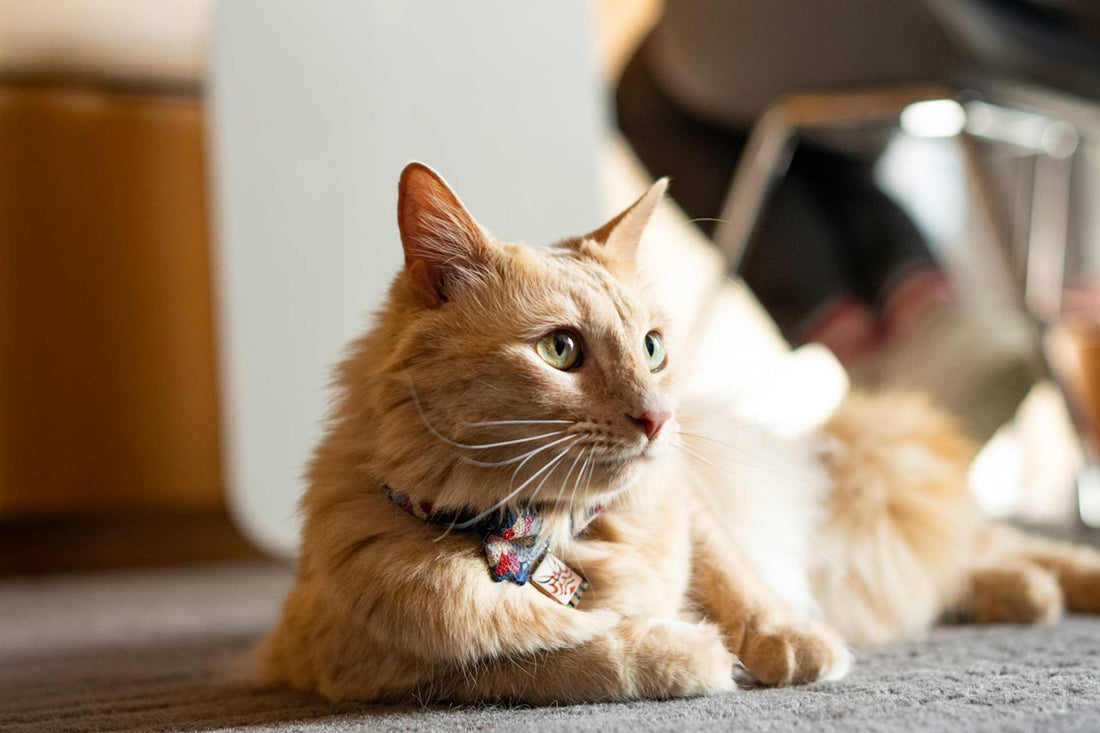 Designing a Pet-Friendly Office That Keeps Indoor Air Fresh
