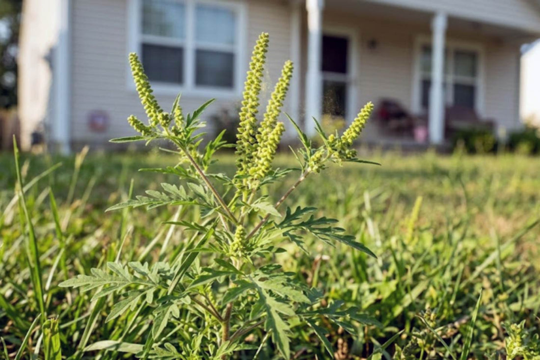 What Is Ragweed?