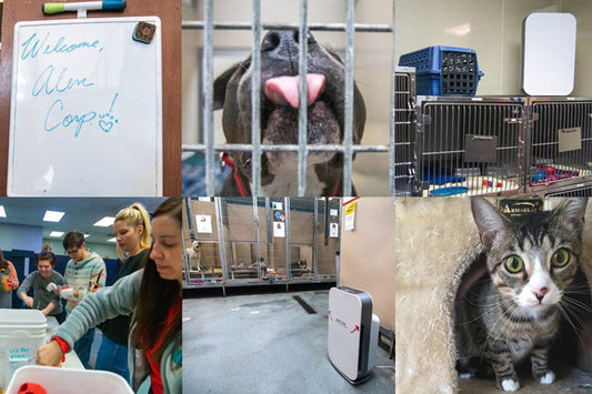 A Good Cause for Paws: Alen Supports the Austin Humane Society - Alen | Store